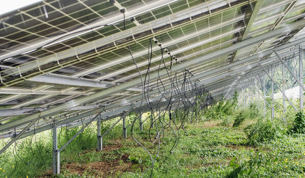 GLS Bank finanziert PV-Freiflächenanlagen nach sozialen und ökologischen Kriterien Unterseite eines Solarpanels auf einer Wiese