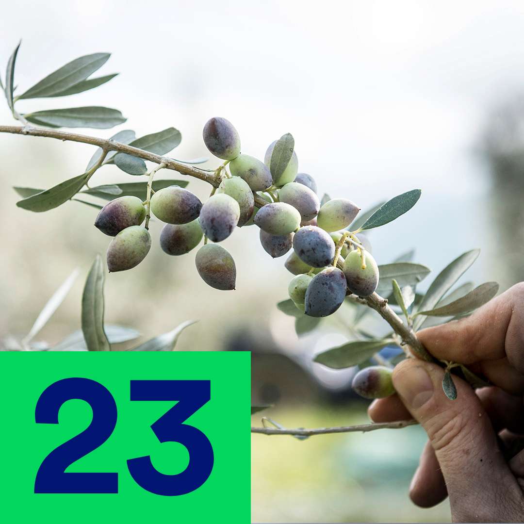 Türchen Nummer 23: Ein Zweig mit Oliven.
