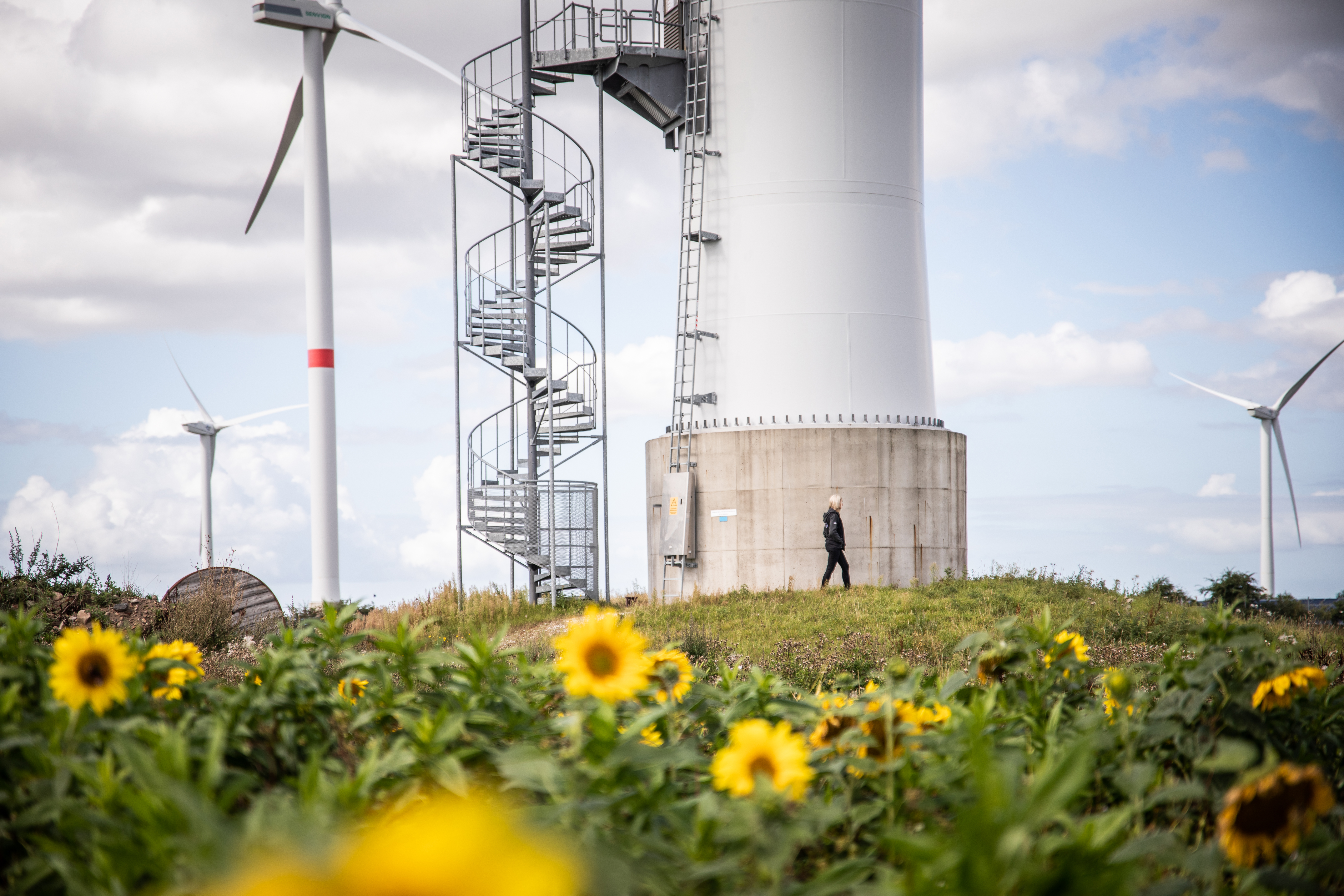 Windkraftanlagen mit Sonnenblumen im Vordergrund