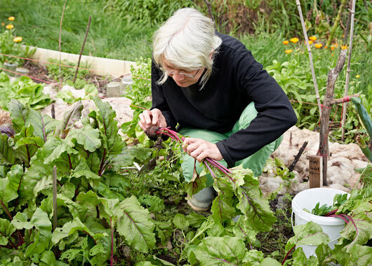 Weiblich gelesen Person mit grauen Haaren arbeitet im Garten