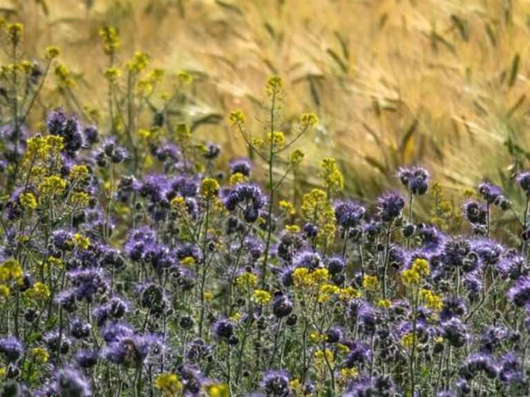 Lila und gelbe Blumen vor einem Getreidefeld