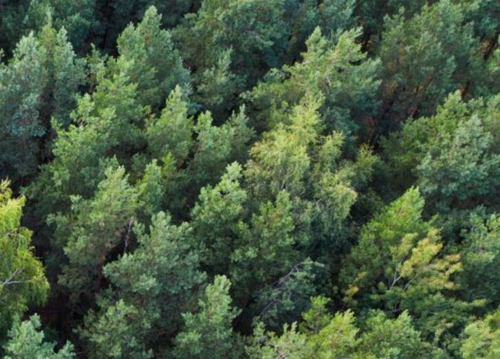 Vogelsicht auf Wald, Symbolbild für GLS Bank Rentenfonds