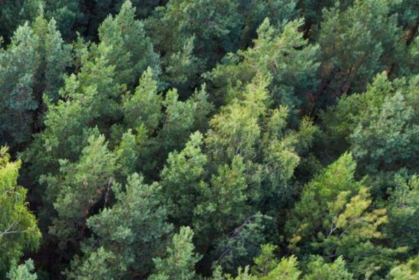 GLS Bank Rentenfonds Vogelsicht auf Wald, Symbolbild für GLS Bank Rentenfonds