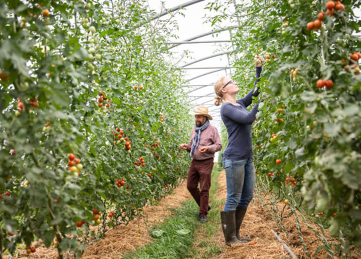 Tomatenernte auf dem Dottenfelderhof