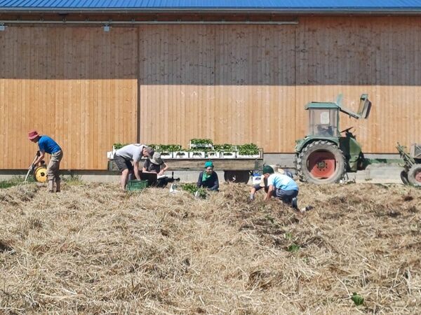 Menschen bei der Ernte auf einem Feld.